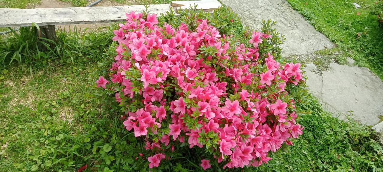 Greenery Homestay Darjeeling  Bilik gambar